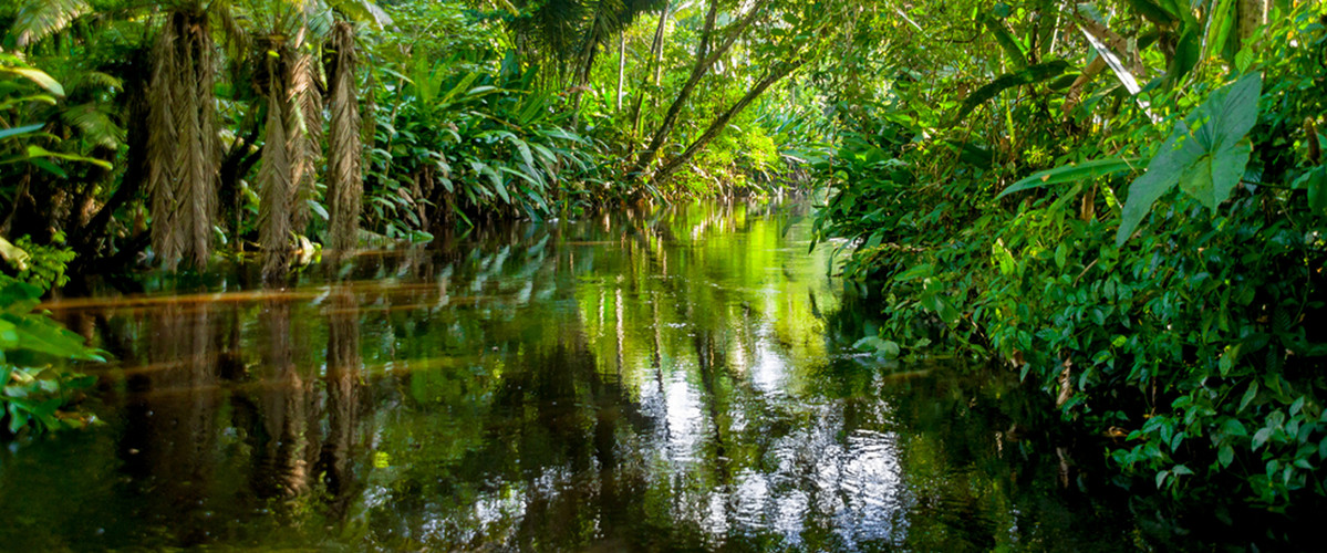 Das Amazonastiefland Rund Um Tena World Insight Individuell