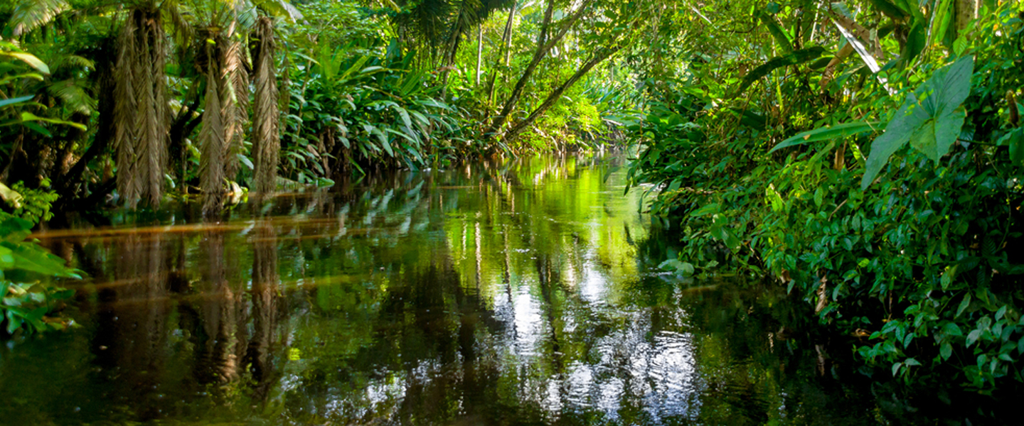 Das Amazonastiefland rund um Tena - WORLD INSIGHT Individuell