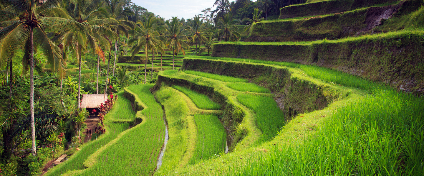 Bali Entspannte Künstlerstadt Ubud WORLD INSIGHT